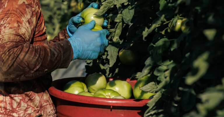 Farmers Want Changes to Make H-2A Visa Program More Favorable to Their Businesses — ProPublica